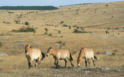 Vadlovakat telepítettek át az Őrségbe a Hortobágyról